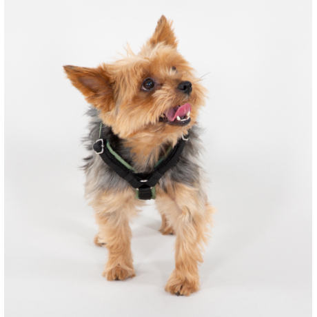 Postroj pro psa ALPHA DOG HARRNES Alpha Industries